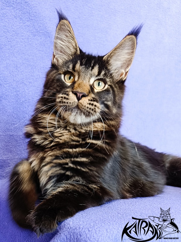 Katran William - Kitten maine-coon 5 months