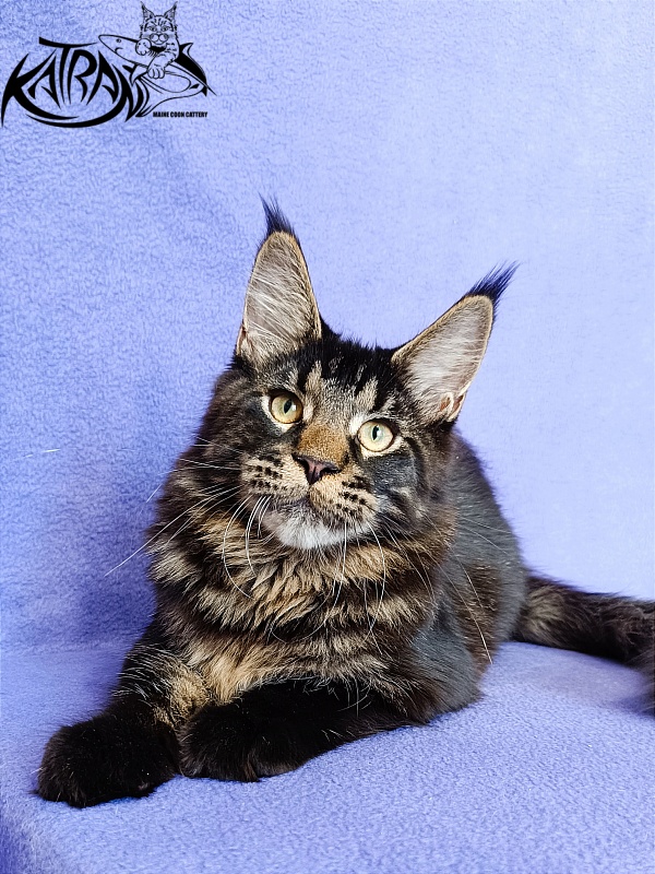 Katran William - Kitten maine-coon 5 months