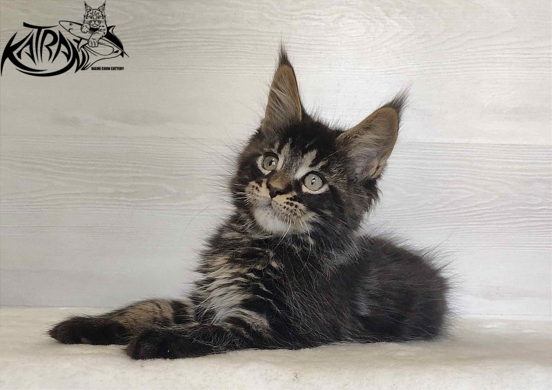 Katran William - Kitten maine-coon 2 months