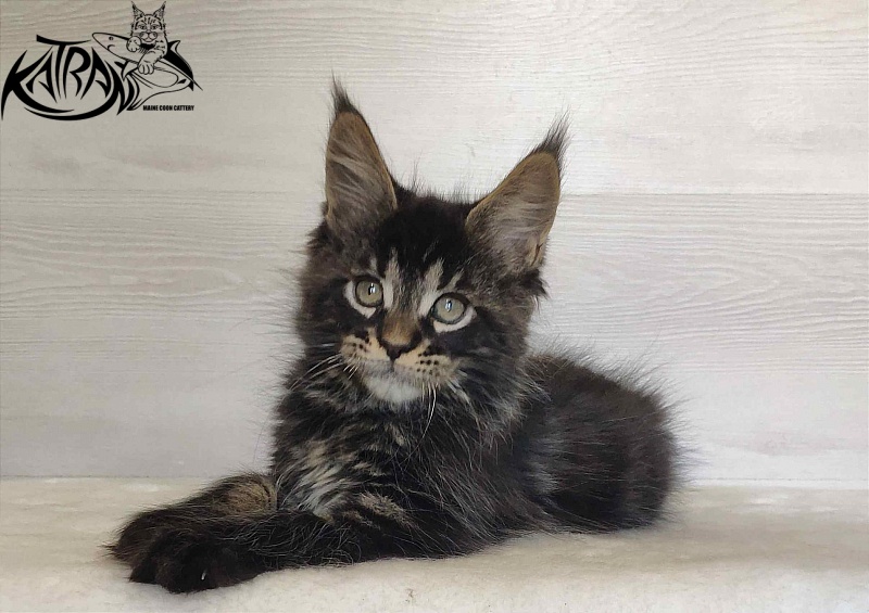 Katran William - Kitten maine-coon 2 months