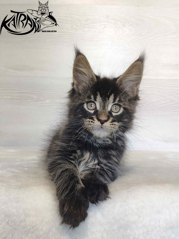 Katran William - Kitten maine-coon 2 months