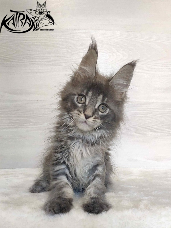 Katran Wiki - Kitten maine-coon 2 months