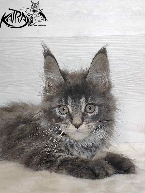 Katran Wiki - Kitten maine-coon 2 months