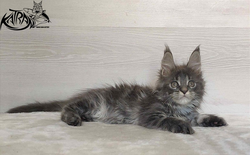 Katran Wiki - Kitten maine-coon 2 months