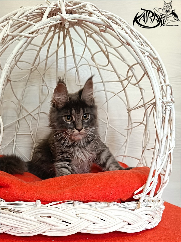 Katran Wiki - Kitten maine-coon 3 months 1 week