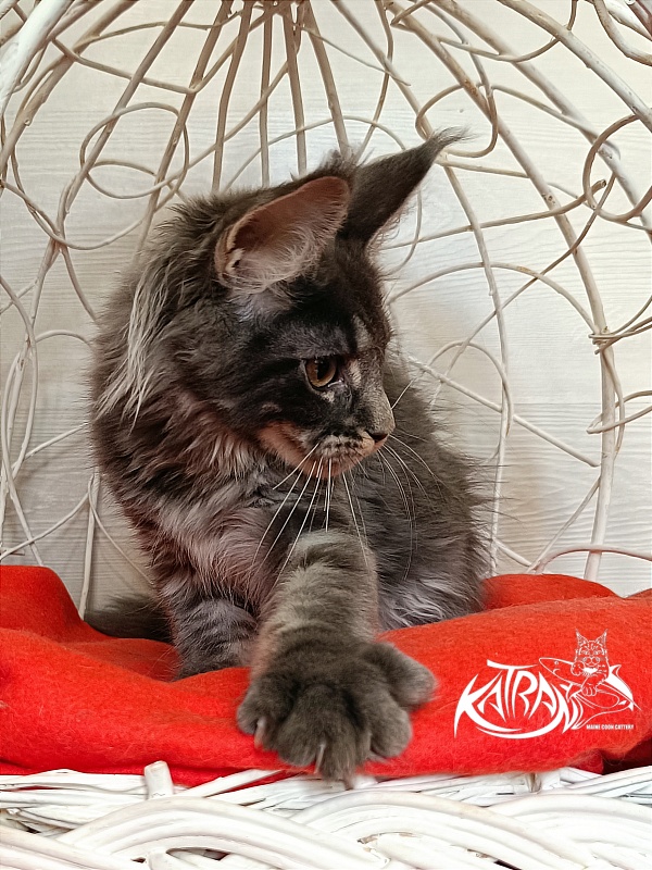 Katran Wiki - Kitten maine-coon 3 months 1 week