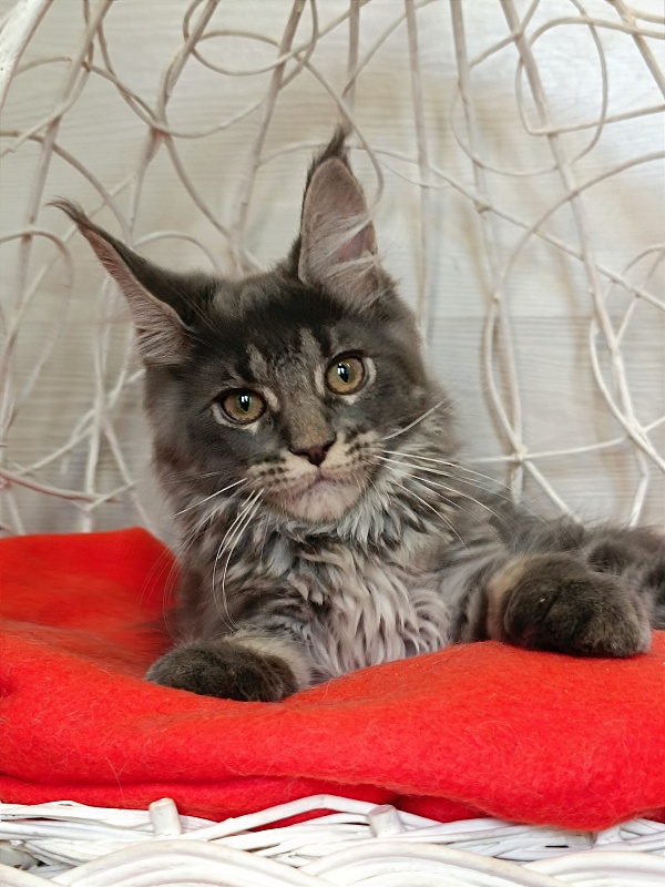 Katran Wiki - Kitten maine-coon 3 months 1 week