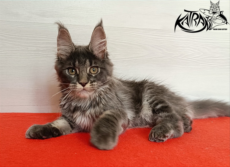 Katran Wiki - Kitten maine-coon 3 months 1 week
