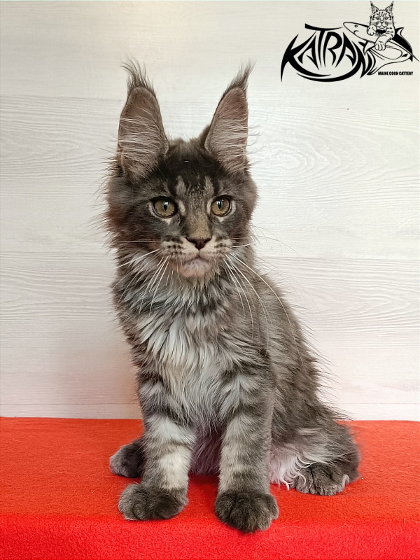 Katran Wiki - Kitten maine-coon 3 months 1 week