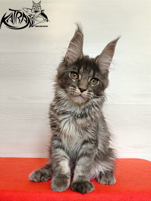 Katran Wiki - Kitten maine-coon 3 months 1 week