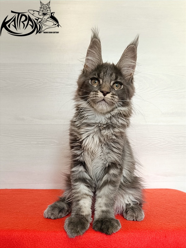 Katran Wiki - Kitten maine-coon 3 months 1 week