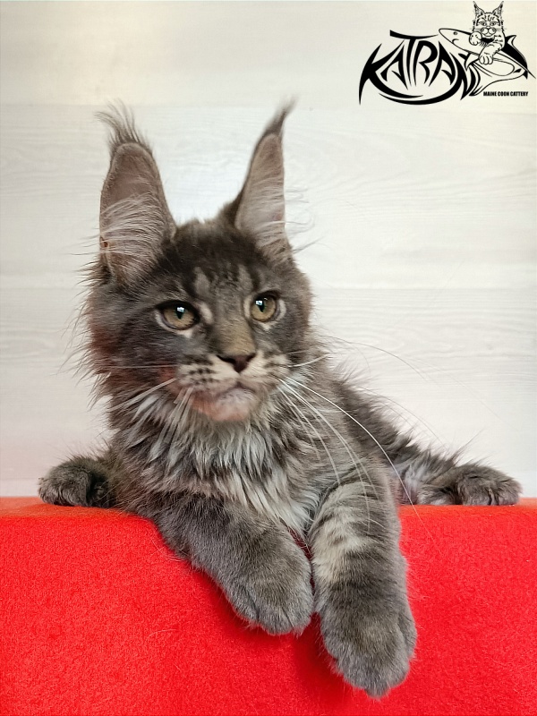 Katran Wiki - Kitten maine-coon 3 months 1 week