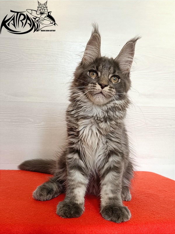 Katran Wiki - Kitten maine-coon 3 months 1 week