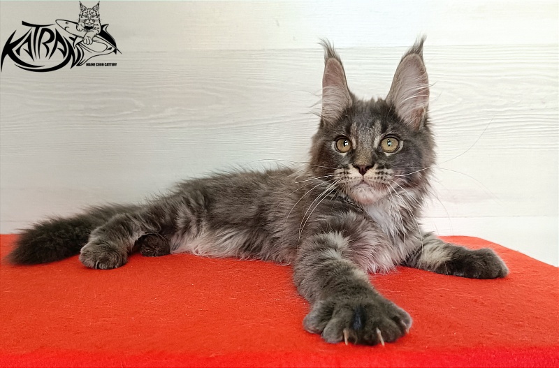 Katran Wiki - Kitten maine-coon 3 months 1 week