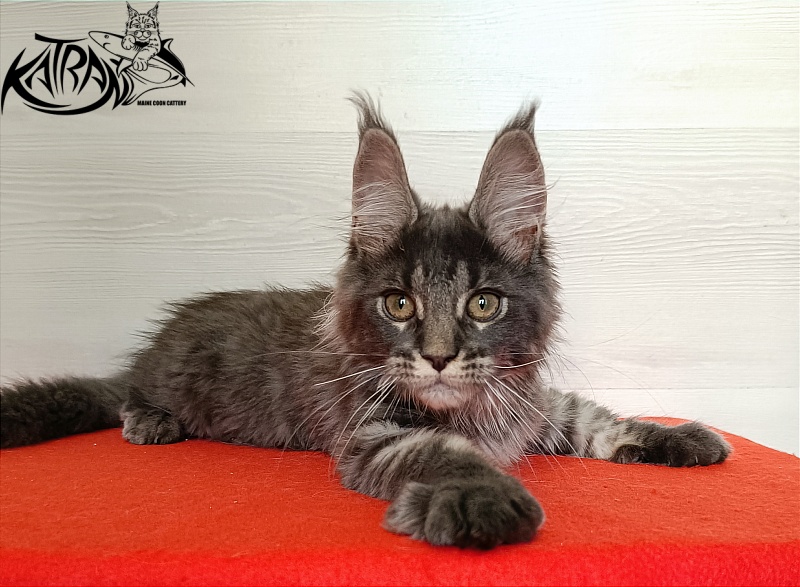 Katran Wiki - Kitten maine-coon 3 months 1 week