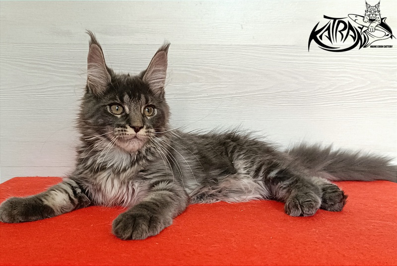 Katran Wiki - Kitten maine-coon 3 months 1 week