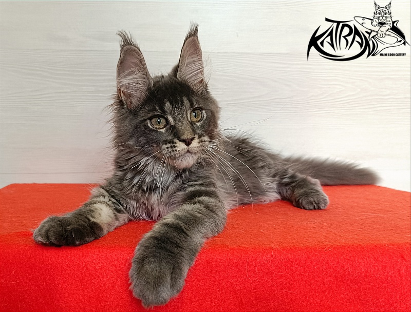 Katran Wiki - Kitten maine-coon 3 months 1 week