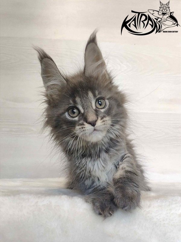Katran Wiki - Kitten maine-coon 2 months