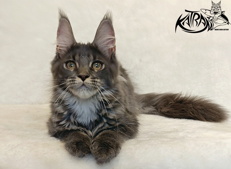 Katran Wiki - Kitten maine-coon 4 months