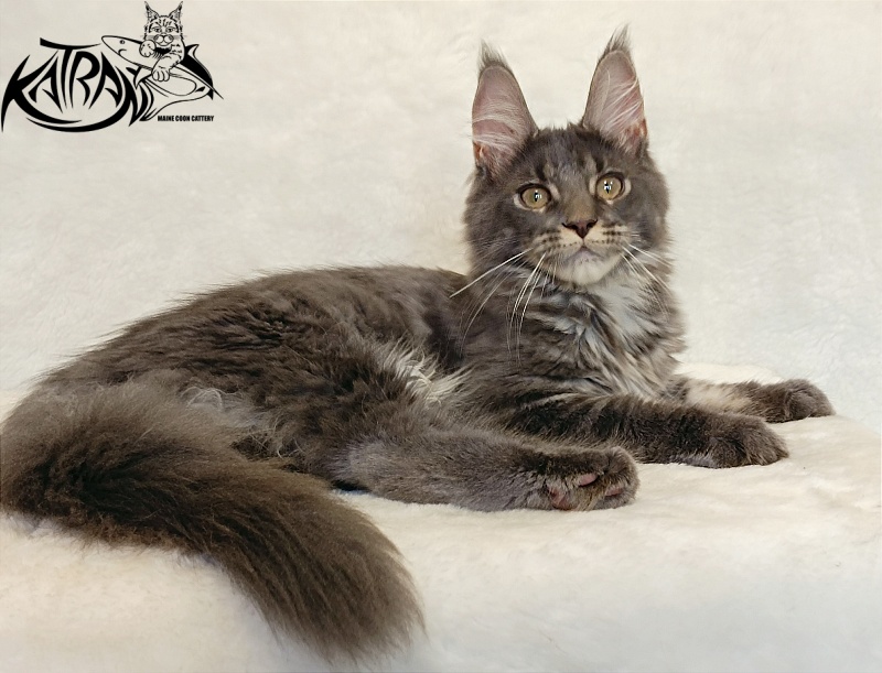 Katran Wiki - Kitten maine-coon 4 months