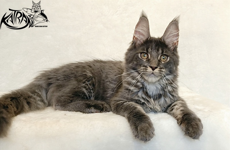 Katran Wiki - Kitten maine-coon 4 months