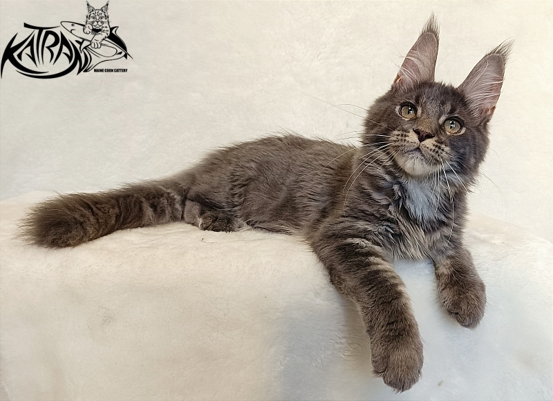 Katran Wiki - Kitten maine-coon 4 months