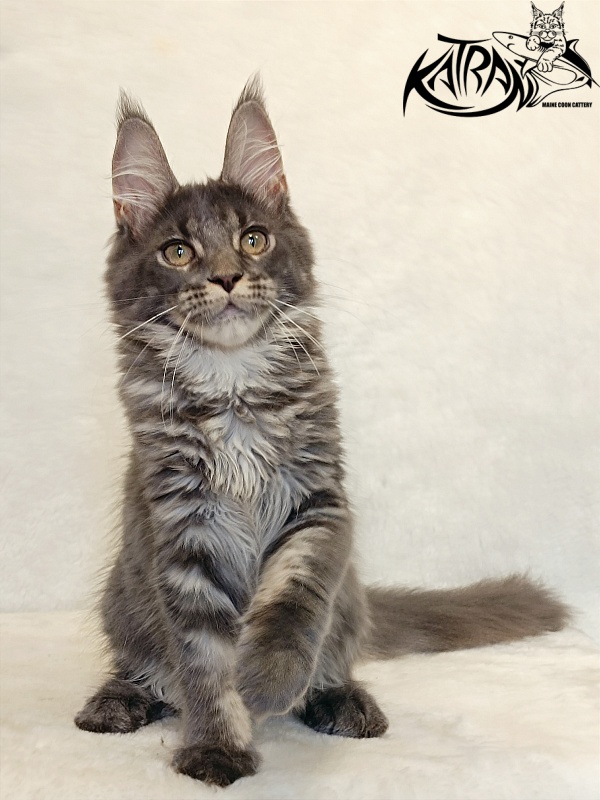 Katran Wiki - Kitten maine-coon 4 months