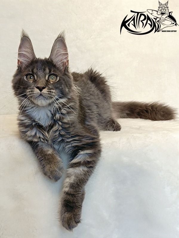 Katran Wiki - Kitten maine-coon 4 months