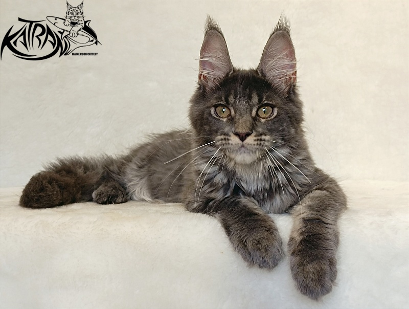 Katran Wiki - Kitten maine-coon 4 months