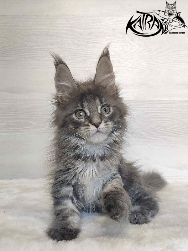 Katran Wiki - Kitten maine-coon 2 months