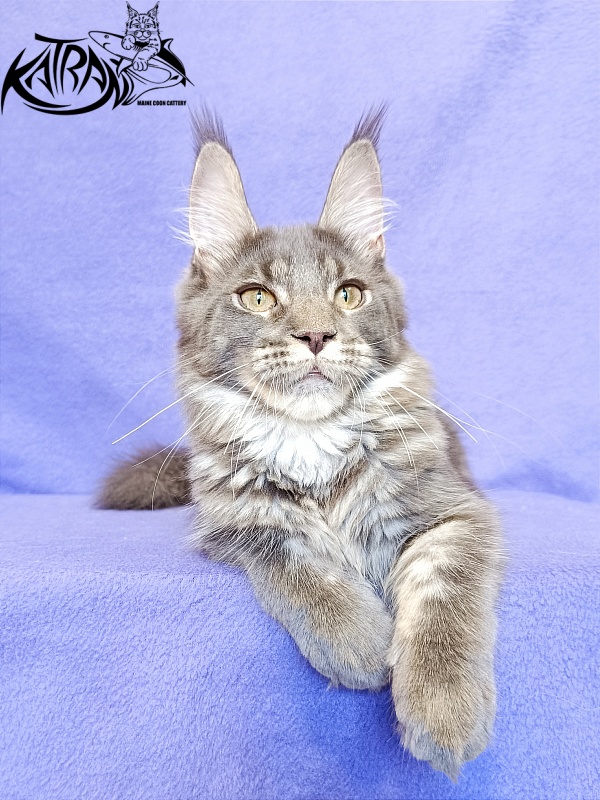 Katran Wiki - Kitten maine-coon 5 months