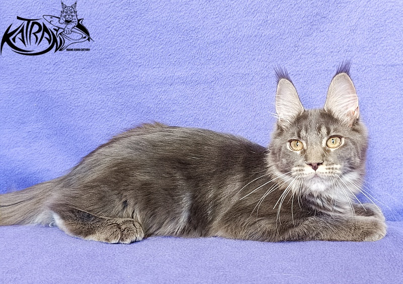 Katran Wiki - Kitten maine-coon 5 months