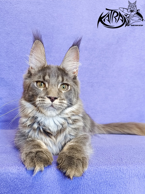 Katran Wiki - Kitten maine-coon 5 months