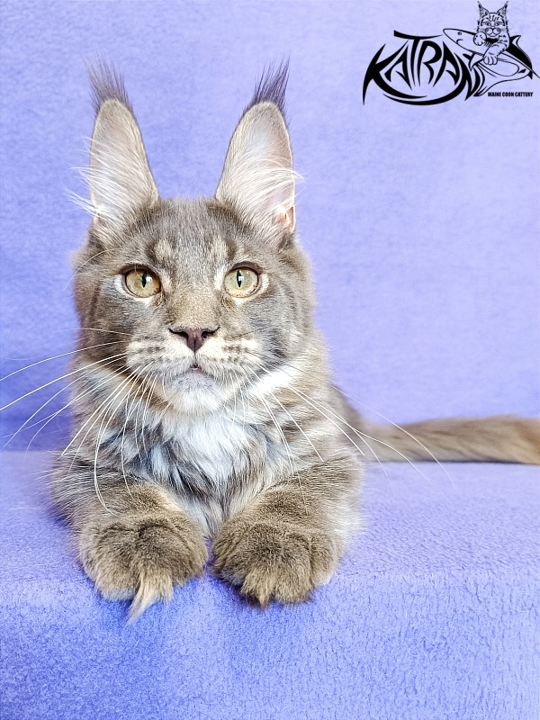 Katran Wiki - Kitten maine-coon 5 months