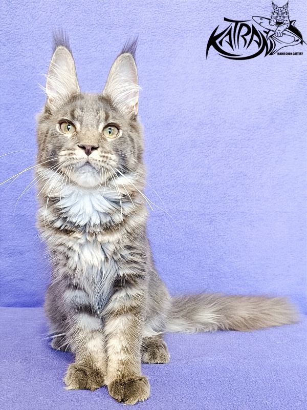 Katran Wiki - Kitten maine-coon 5 months