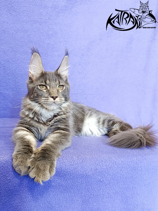 Katran Wiki - Kitten maine-coon 5 months