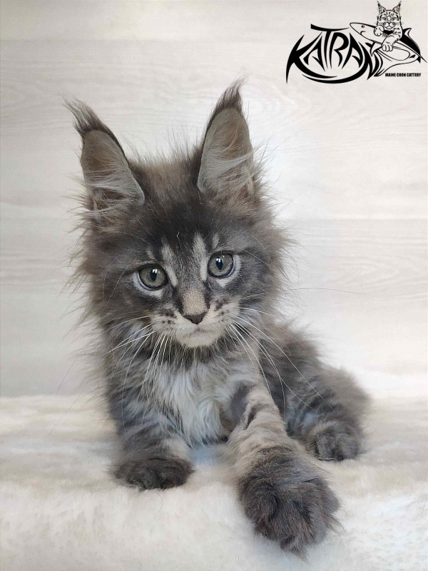 Katran Wiki - Kitten maine-coon 2 months