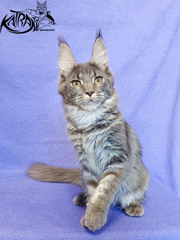 Katran Wiki - Kitten maine-coon 5 months