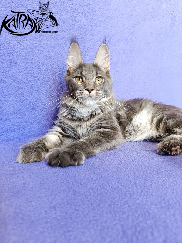Katran Wiki - Kitten maine-coon 5 months