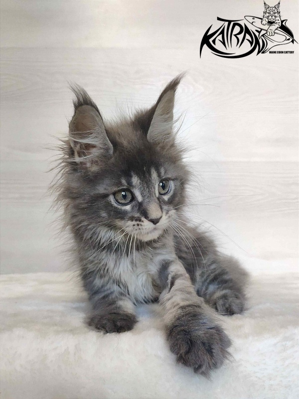 Katran Wiki - Kitten maine-coon 2 months