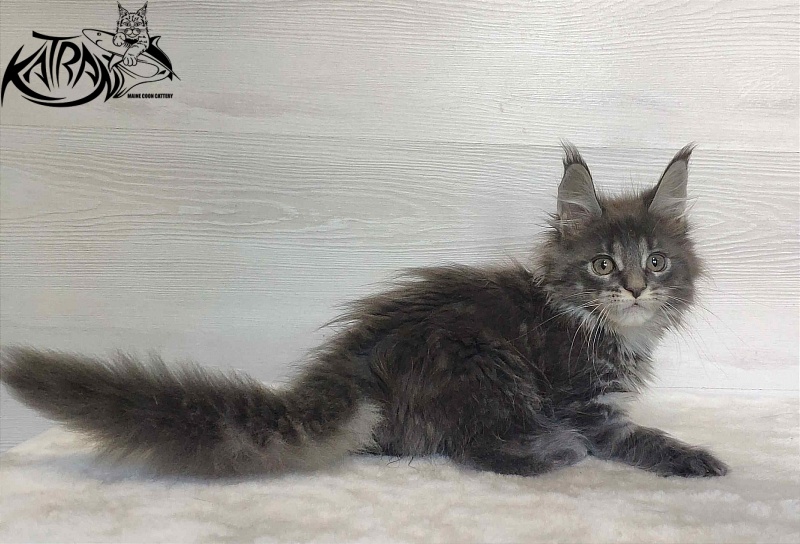 Katran Wiki - Kitten maine-coon 2 months