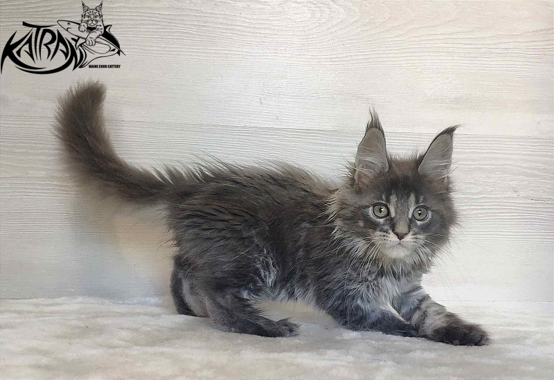 Katran Wiki - Kitten maine-coon 2 months