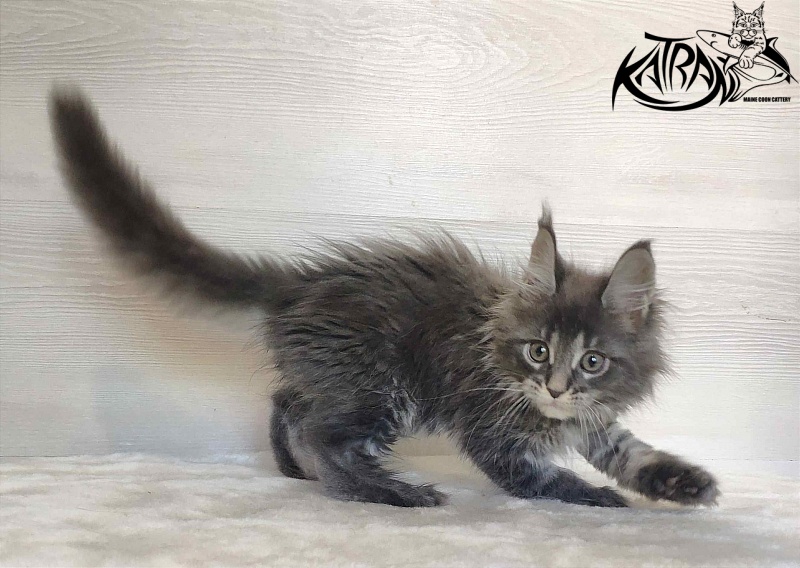Katran Wiki - Kitten maine-coon 2 months