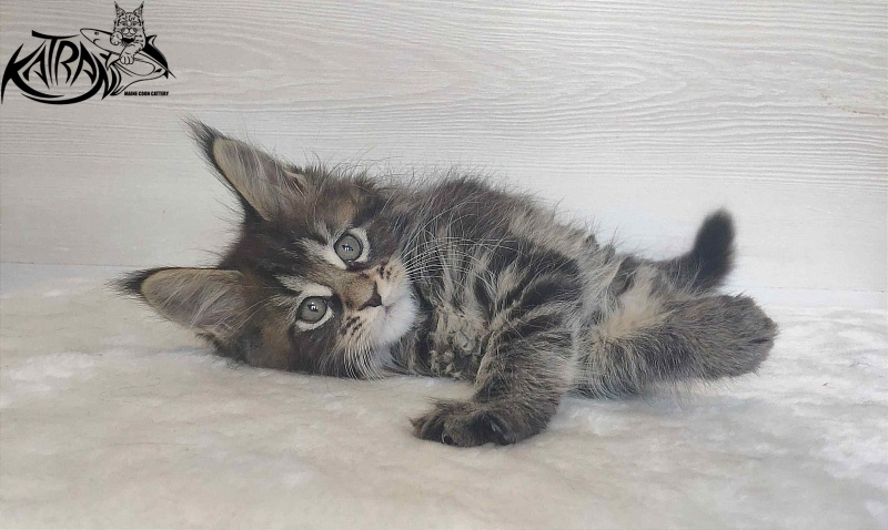 Katran Wendy - Кошеня мейн-кун 1 місяць 3 тижні