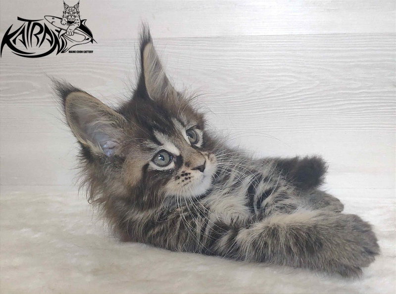 Katran Wendy - Кошеня мейн-кун 1 місяць 3 тижні