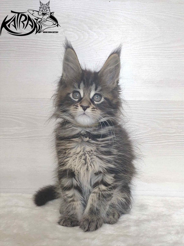 Katran Wendy - Кошеня мейн-кун 1 місяць 3 тижні