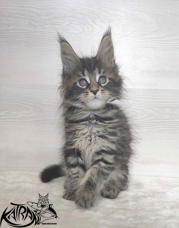 Katran Wendy - Кошеня мейн-кун 1 місяць 3 тижні