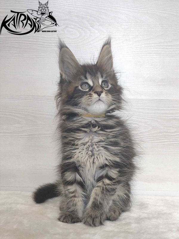 Katran Wendy - Кошеня мейн-кун 1 місяць 3 тижні