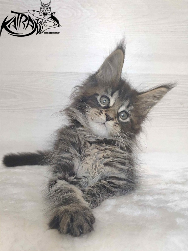 Katran Wendy - Кошеня мейн-кун 1 місяць 3 тижні