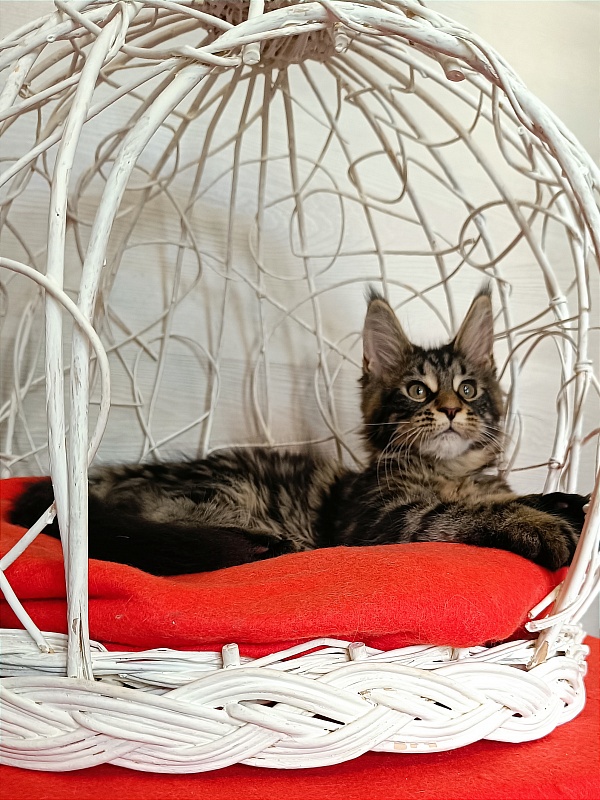 Katran Wendy - Кошеня мейн-кун 3 місяця 1 тиждень